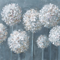 White Allium